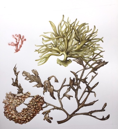 Seaweed by Shirley Slocock
